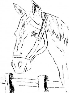We hebben samen een paard